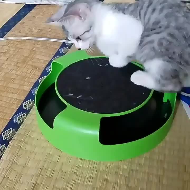 Juguete Interactivo para Gatos, Turntable y Rascador