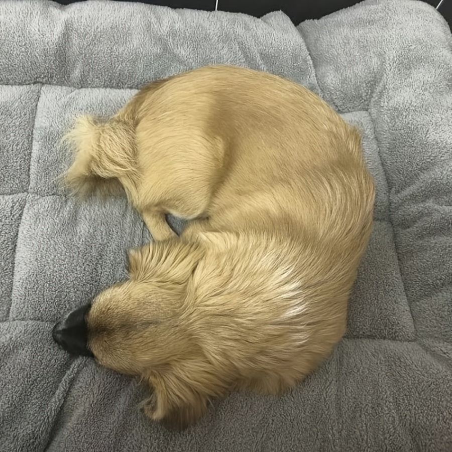 Cama Reversible para Perros, Gran Confort Todo el Año, 40kg