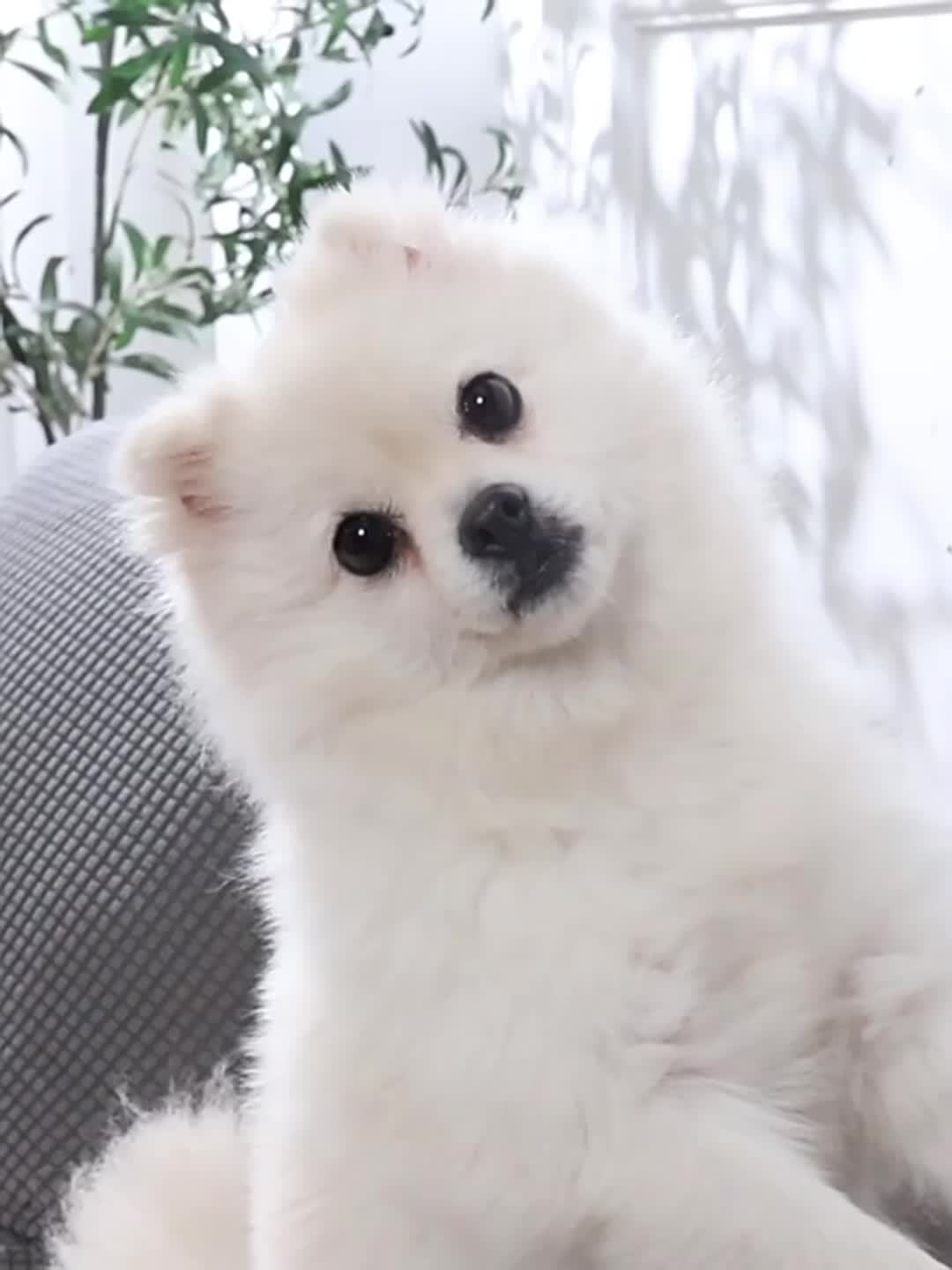 Kit de Cuidado para Mascotas Baisher 8 Piezas - Perros y Gatos