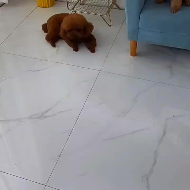 Cama de Peluche en Forma de Pata de Oso para Mascotas Pequeñas